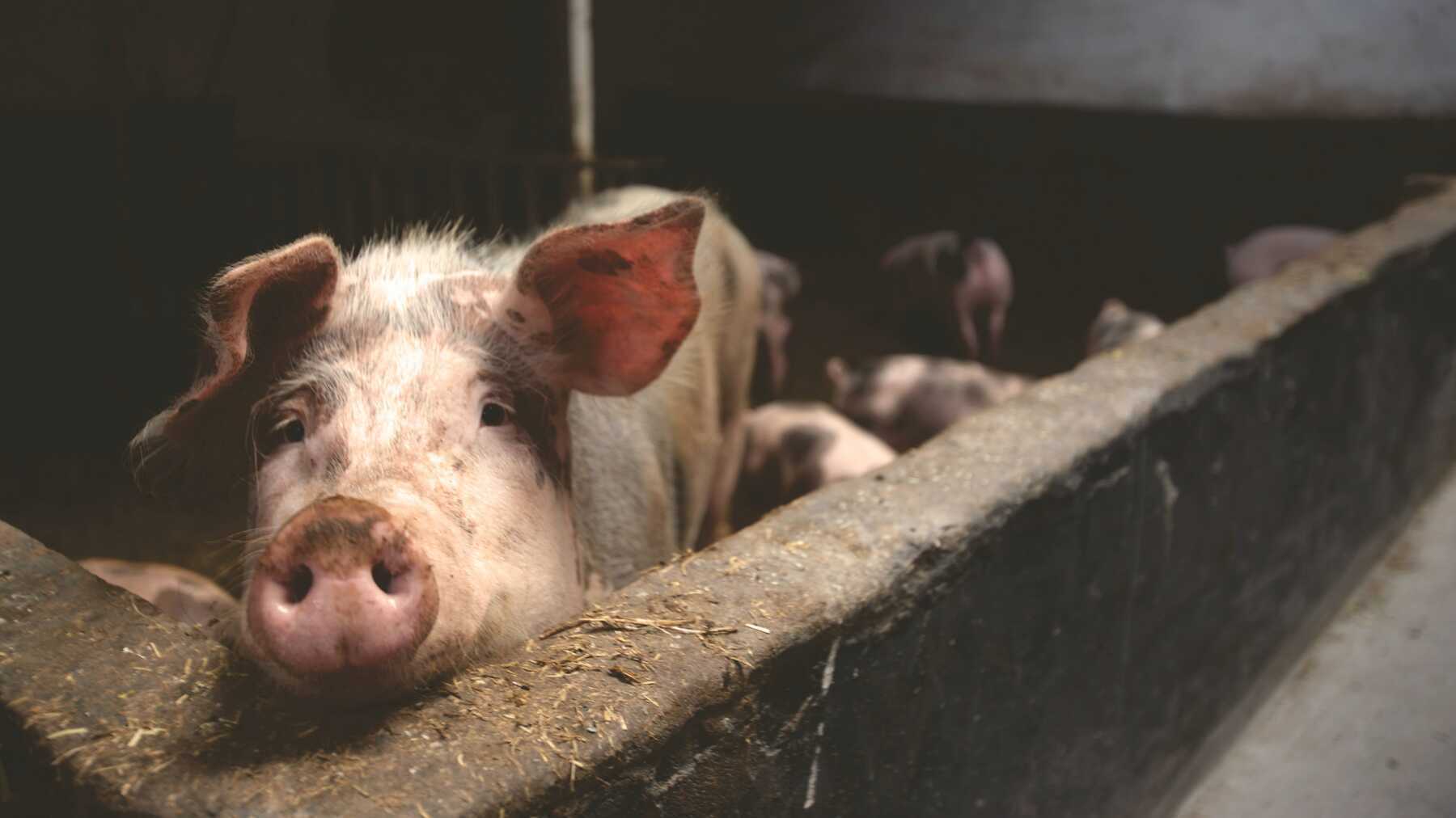 Antibioticagebruik bij dieren moet 50% omlaag tegen 2030